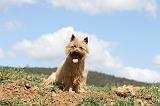 CAIRN TERRIER 102